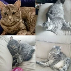 Kieda has been missing since Aug 2017 from Burrell Road. Please keep an extra vigilant eye out, in case this friendly furball finds her way back.