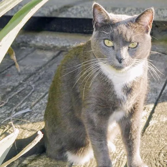 Three-legged Lila is lost from Burrell/Makora Road . She's a quiet lass who's missing her miaow, and who of course is also a greatly missed family member. Everyone in this area, and further afield, please check your sheds, holiday homes etc. Let's get this leggy lady home.