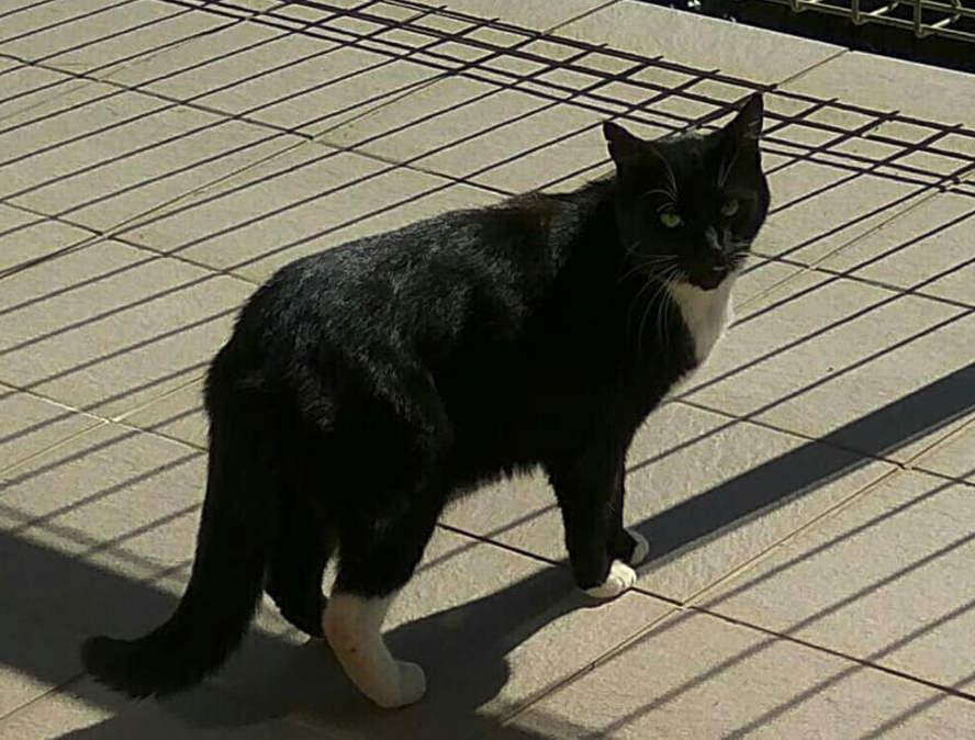 Milos and his brother Simi escaped from their new home on Mako Street, Oneroa in April 2018. They may have decided to head back to Crescent Valley , Ostend . As you can imagine, they are very dearly missed.
