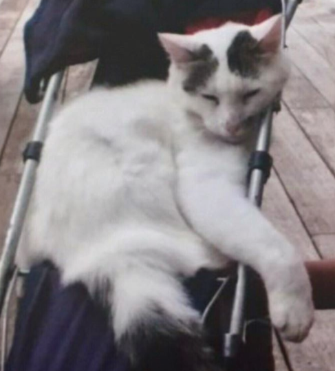 Iggi moved to a new home on Seaview Road in May 2018 and is possibly somewhere on his way back to Junction Road . He has a distinctive, and beautiful fluffy tabby tail. Please call his new dad, Luke if you see him: 021 259 9041.