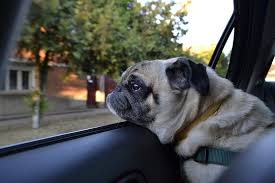 Dog in car.jpeg