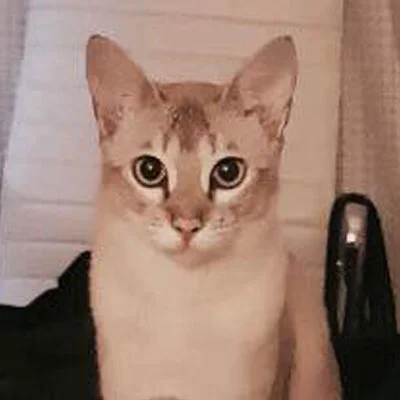 Lovely Leia is a Burmese cross and has been missing from Ocean Road, Surfdale since October 2017. She was last seen wearing a brown collar with flowers. She has tiger stripes on her legs, tummy & tail, and as she's very inquisitive she may have taken an accidental road-trip.