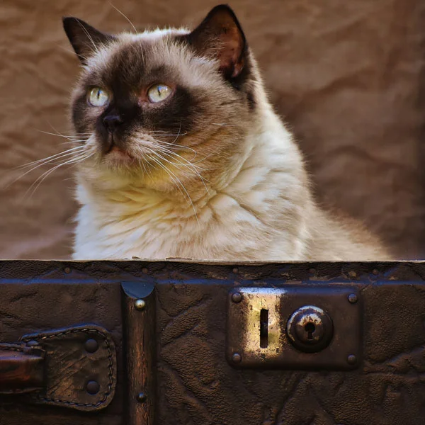 cat-in-box.jpg