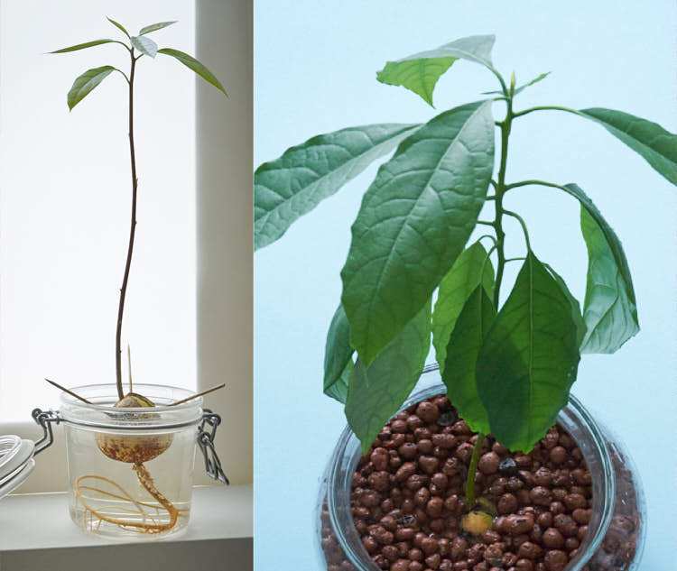 我的第一个鳄梨植物的壮观生长。相隔约6个月拍摄的照片。照片：InvincibleHouseplants.com