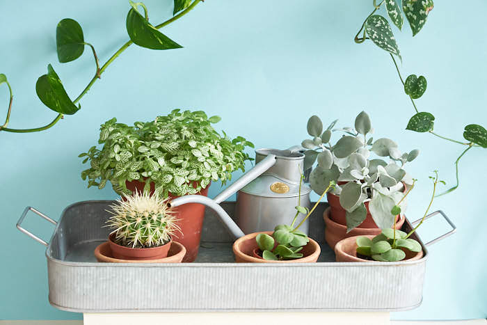 home plants 3d