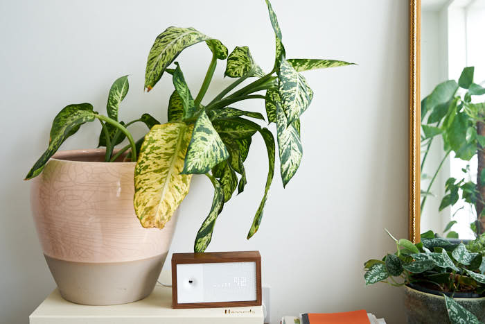 Wilted Dieffenbachia (a.k.a. Dumb Cane) due to overwatering. Photo: InvincibleHousePlants.com