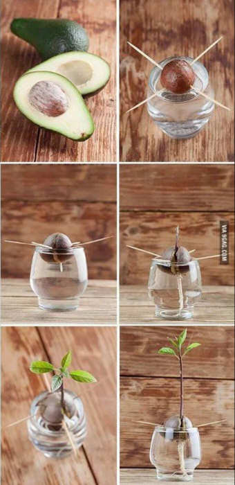 Steps to Grow an Avocado Plant from the Seed. Picture from  9gag.com .