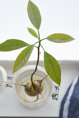 提示：修剪叶子，使您的新生鳄梨（在这里〜3个月大）。照片：InvincibleHouseplants.com
