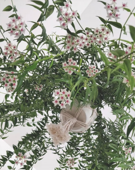 Kevin Busque's magnificent wax plant on Instagram (@marsmonkeydreams). See here.