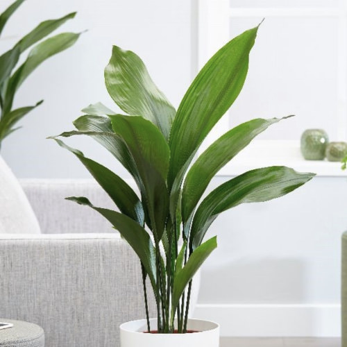 "Elegant and tolerant plant that will cope with some neglect" according to Crocus.co.uk (Photo credits Crocus.co.uk)