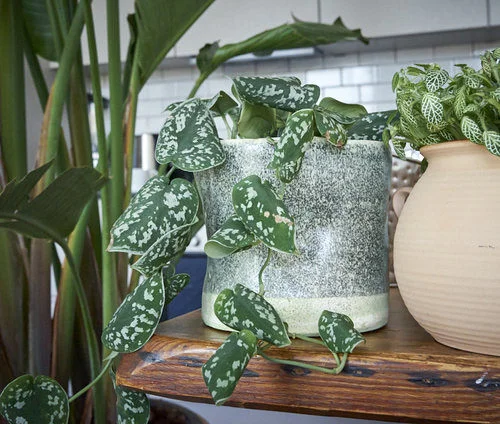 Satin Pothos vines. Leaves curl when humidity is too low. Photo: InvincibleHousePlants.com