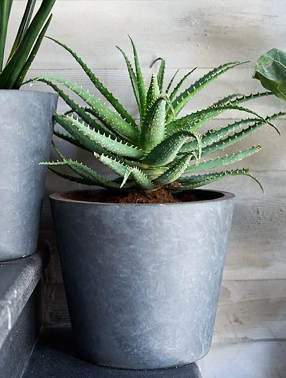 Aloe Vera just loves a dry environment, like here, in Tel-Aviv, Israel. No need to water it much! Photo: InvincibleHousePlants.com