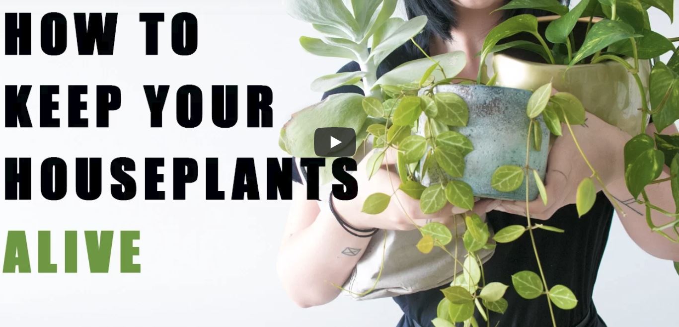 tips-how-to-keep-houseplants-alive.JPG