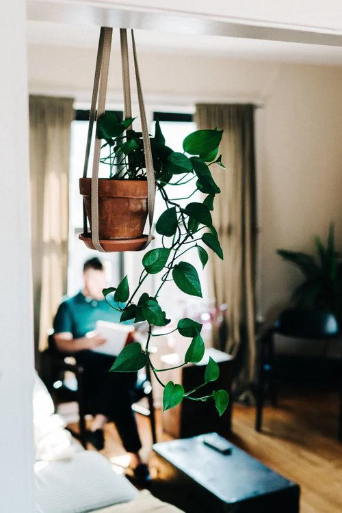 Golden Pothos' flexible vines grow like no other