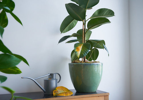 Rubber tree indoor plant how much sunlight
