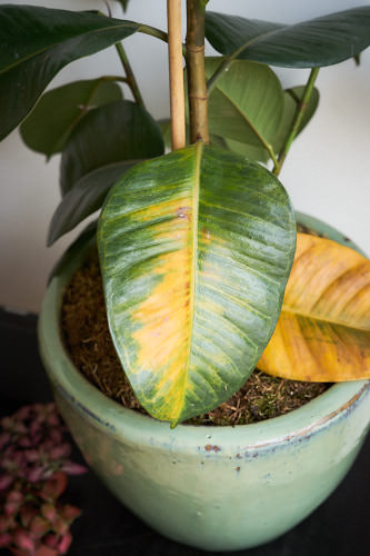 Older leaves turning yellow is a sign of over-watering a rubber plant.