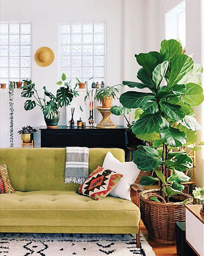 Such a voluptuous presence for this incredible Fiddle Leaf Fig. Photo: Ron Goh (@mrcigar on instagram)