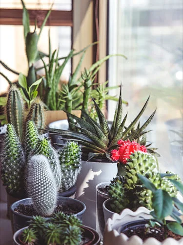 Cacti and succulents’ appetite for bright sunlight make them perfect for a windowsill. Photo: Milada Vigerova
