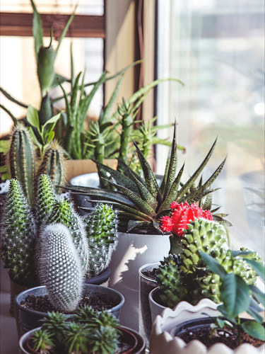 Cacti and succulents’ appetite for bright sunlight make them perfect for a windowsill. Photo: Milada Vigerova