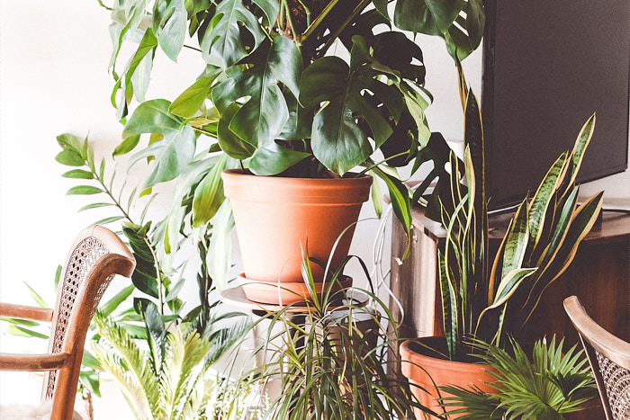Easy and durable houseplants for beginners. If you are busy or don't have a green thumb, these plants won't let you down.