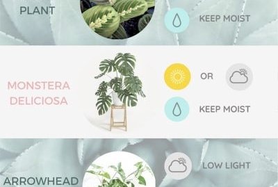 11 Best Indoor Plants Easy Low Light