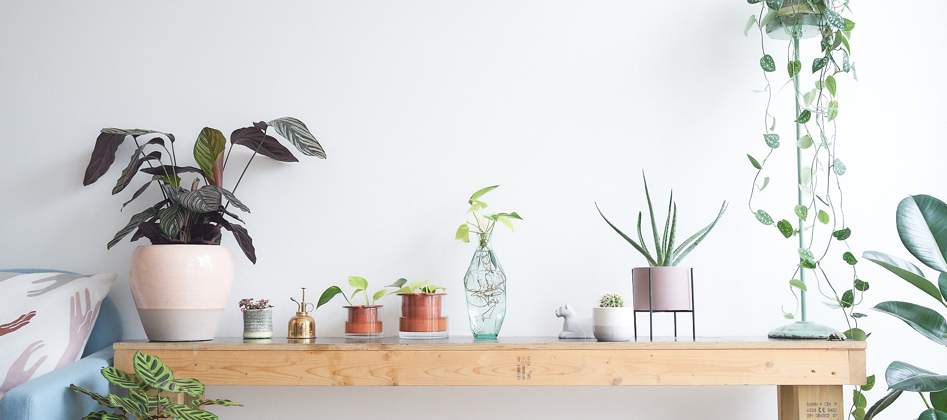 invincible-houseplants-blog-indoor-urban-jungle.jpg