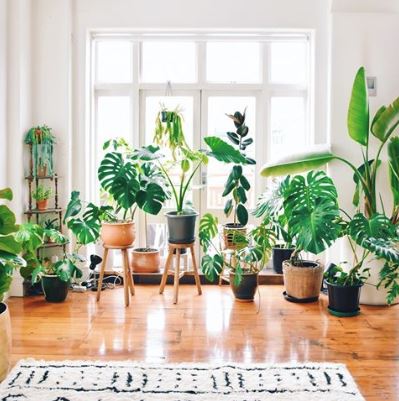 30 Plant Instagram Accounts For Decor Inspiration In 2019