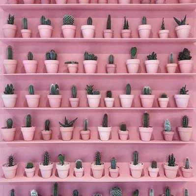 photo: @plantsonpink