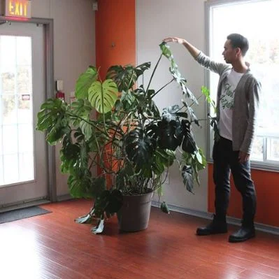 photo: @houseplantjournal