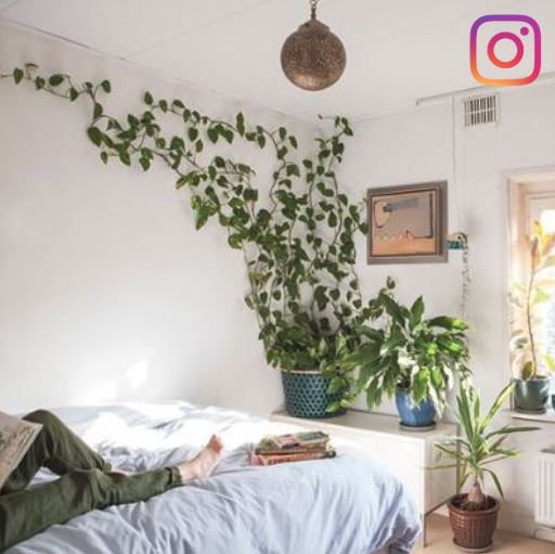 Boheme Best Indoor Plant Care Tips The Houseplant Urban Jungle Blog - Best Home Decor Blogs 2021