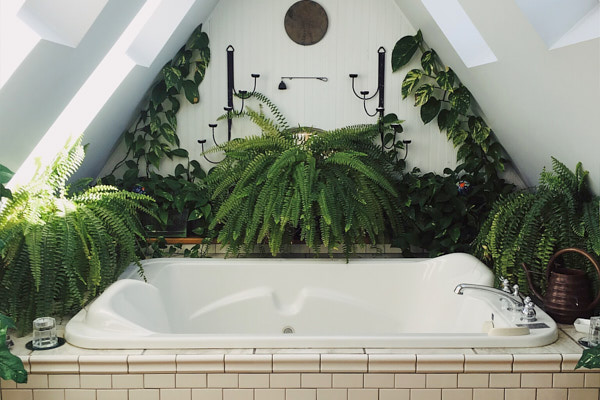 Plants that Thrive in the Bathroom — The Houseplant & Urban Jungle Blog
