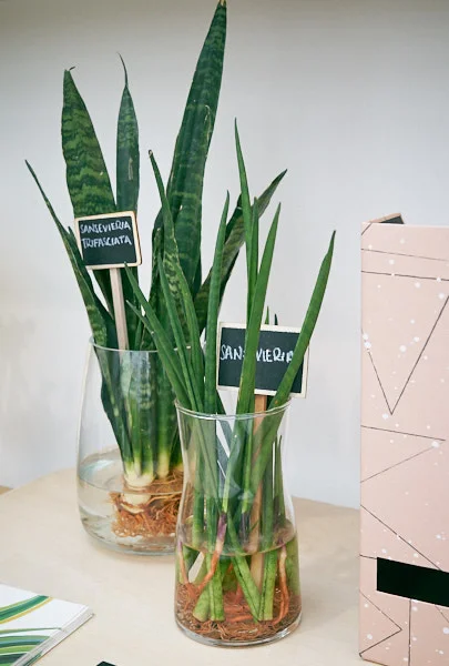 sansevieria-trifasciata-mother-in-law-tongue-plant.jpg