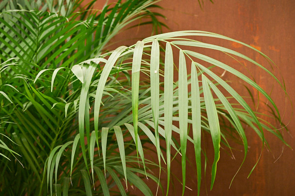 Kentia-palm-plant-howea-forsteriana.jpg