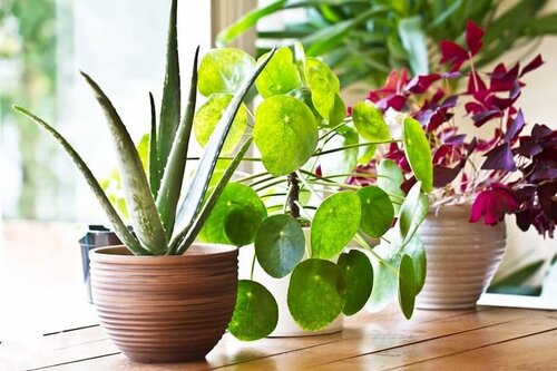 aloe-vera-pilea-best-plants-for-windowsill-kitchen.jpg