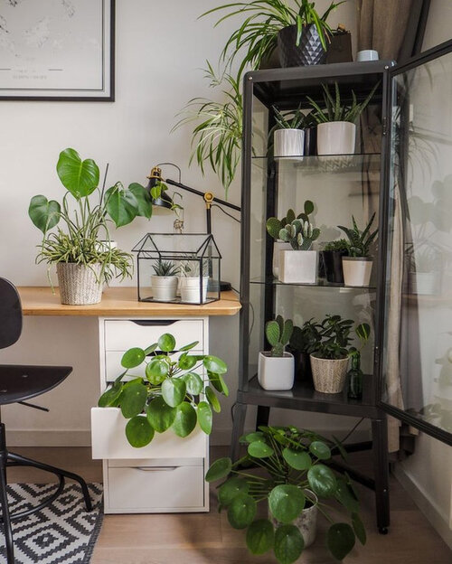 green-library-plant-shelf-home-office-workspace.jpg