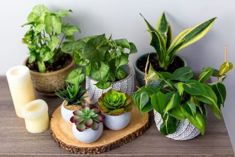How To Create A Plant Loving Home The Houseplant Urban Jungle Blog - Small Plants Home Decor Ideas