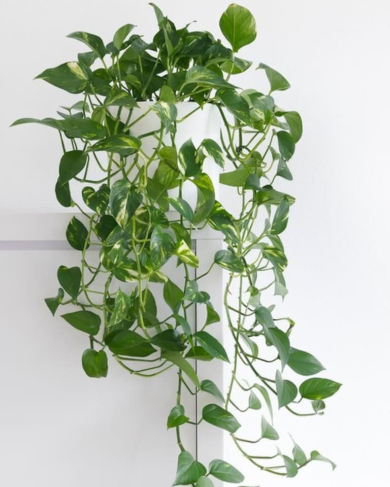 How To Create A Plant Loving Home The Houseplant Urban Jungle Blog