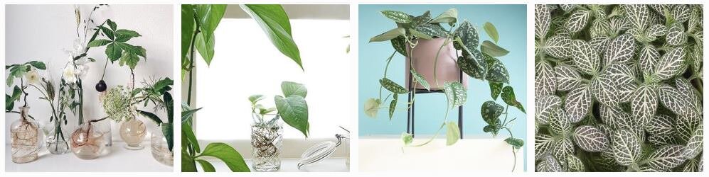invincible-houseplants-insta-indoor-plant-care-blog.JPG