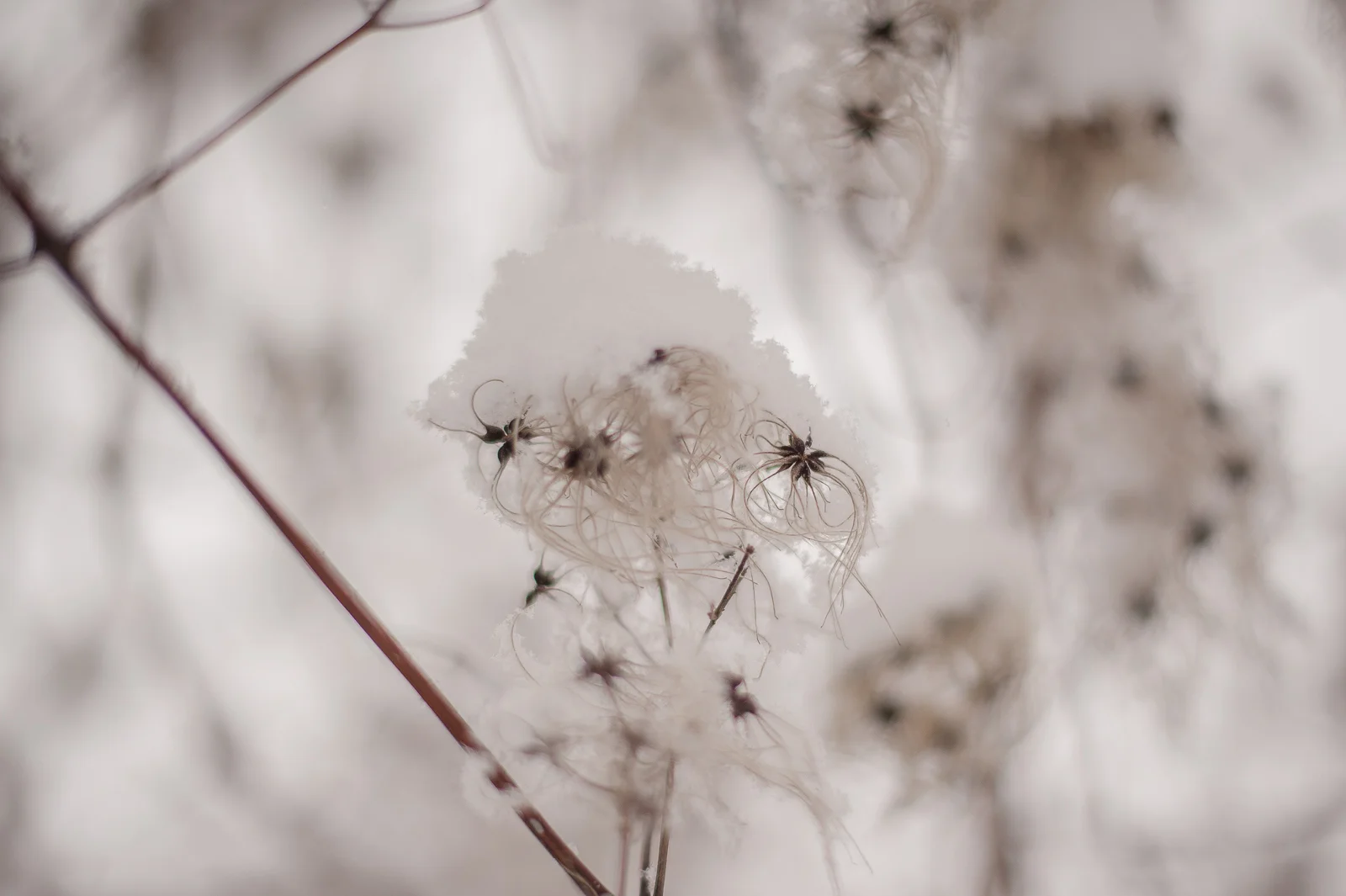 bpp-winterwonderland-001.jpg