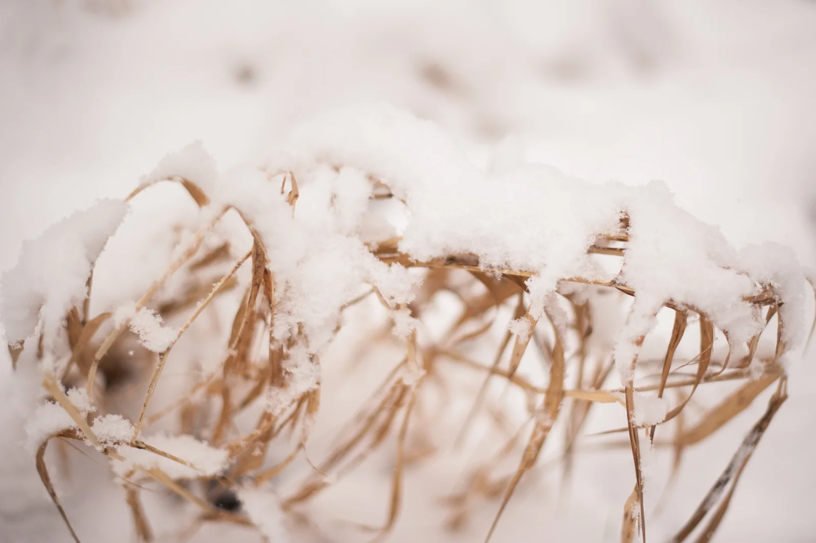 bpp-winterwonderland-006.jpg
