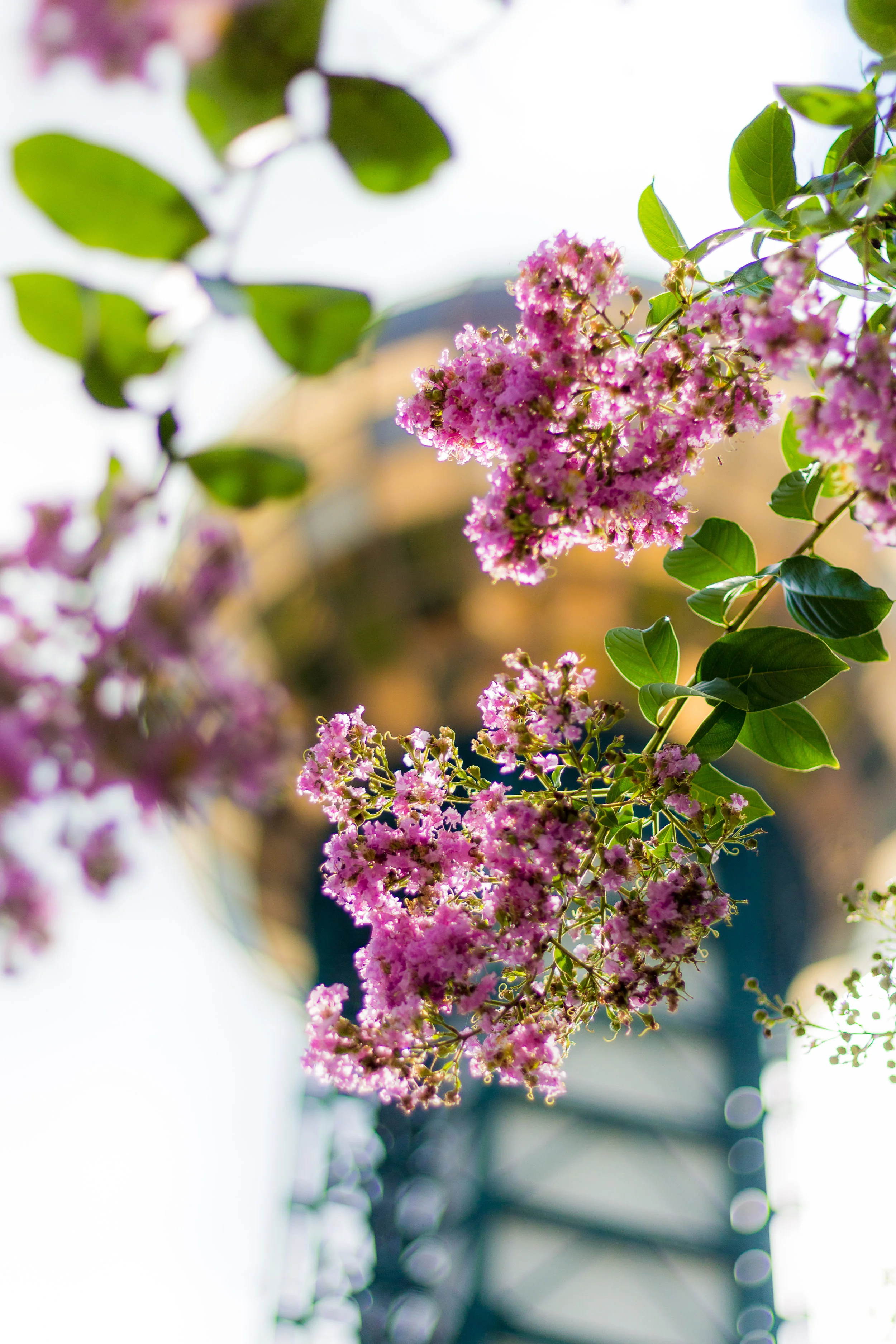 Dogwood Sunsphere (WALLPAPER).jpg
