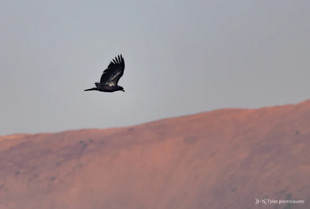 Golden Eagle