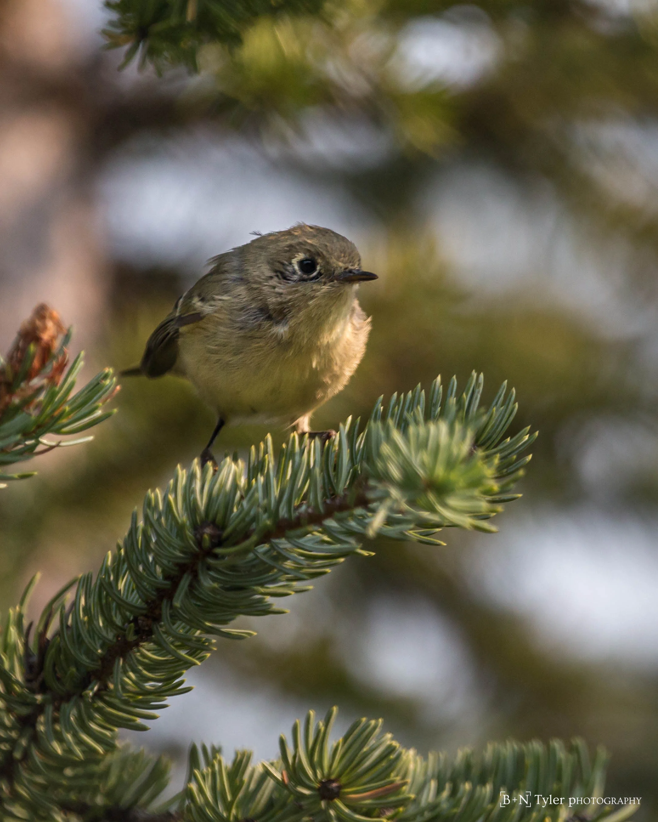 Hammond's Flycatcher