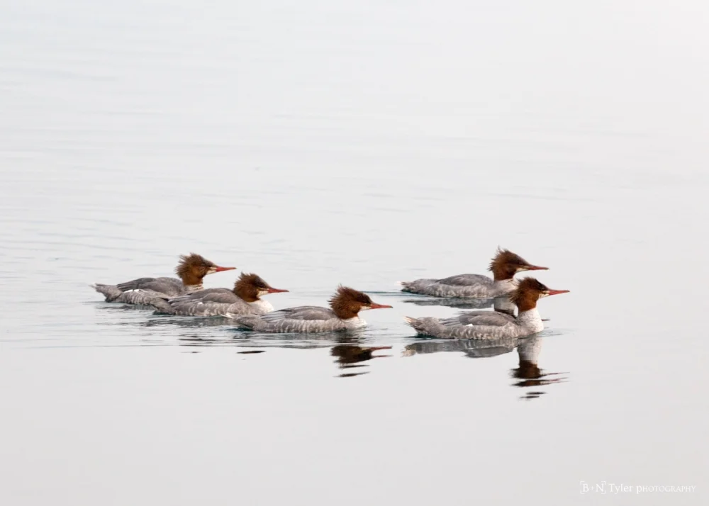 Common merganser