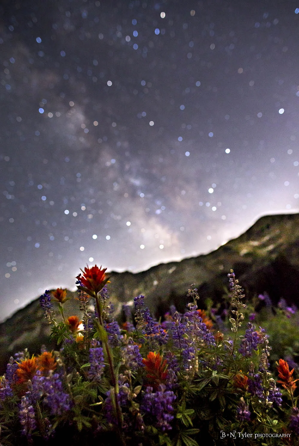 Wildflowers and milky way