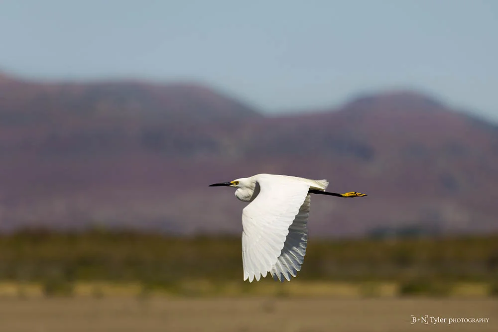 Cattle Egret