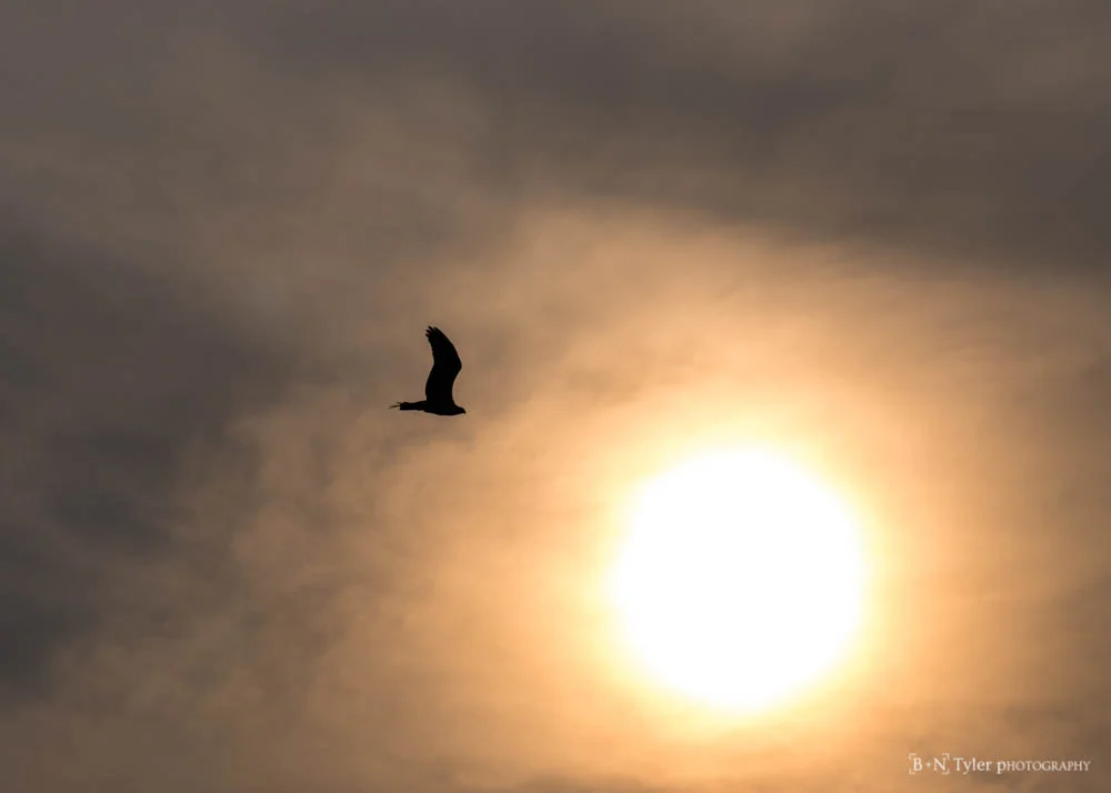 Ospery flying into the sun