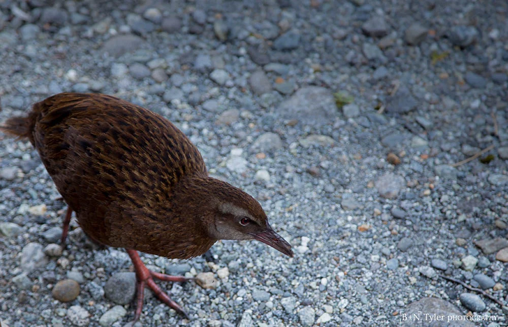 Weka