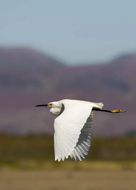 cattle_egret_tyler.jpg