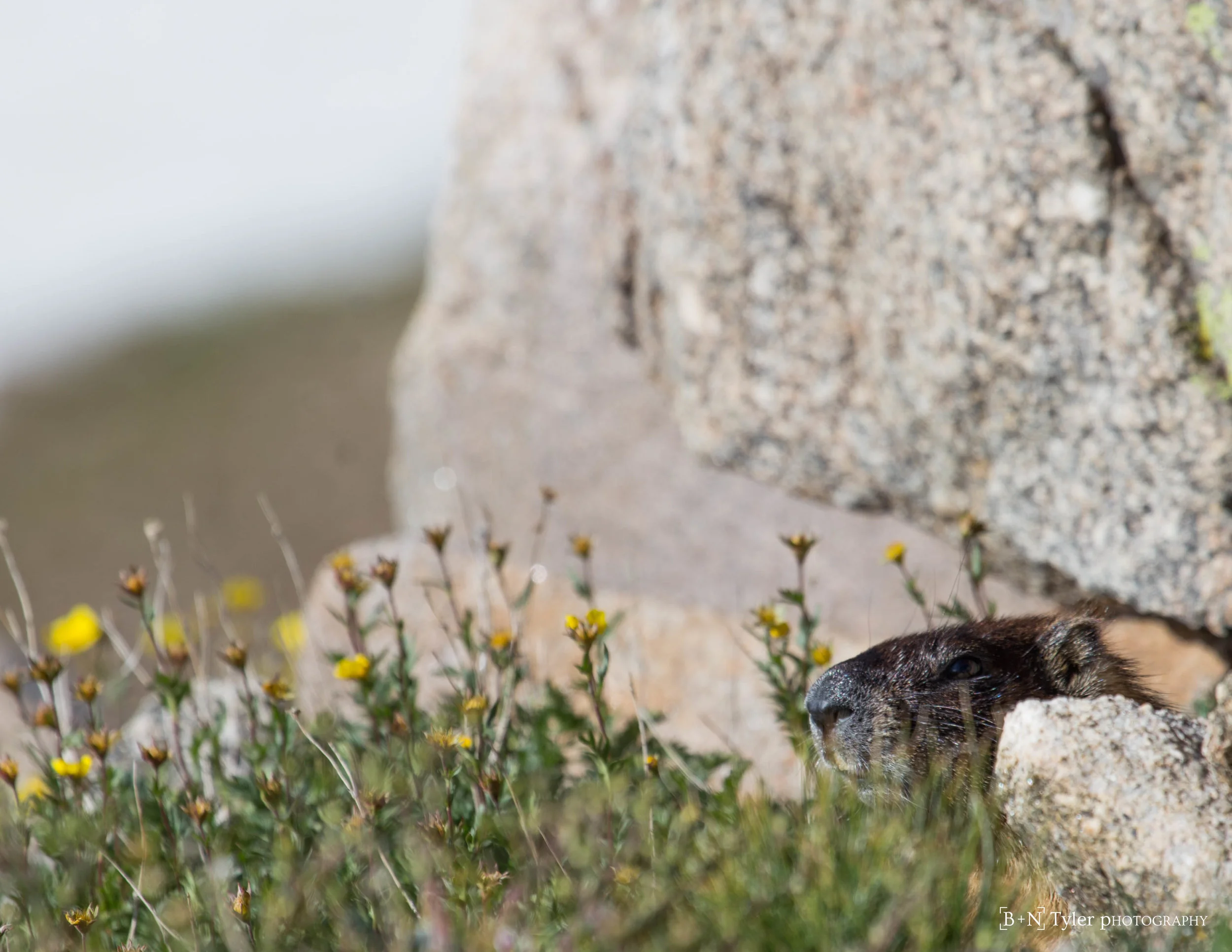 Sneaky Marmot